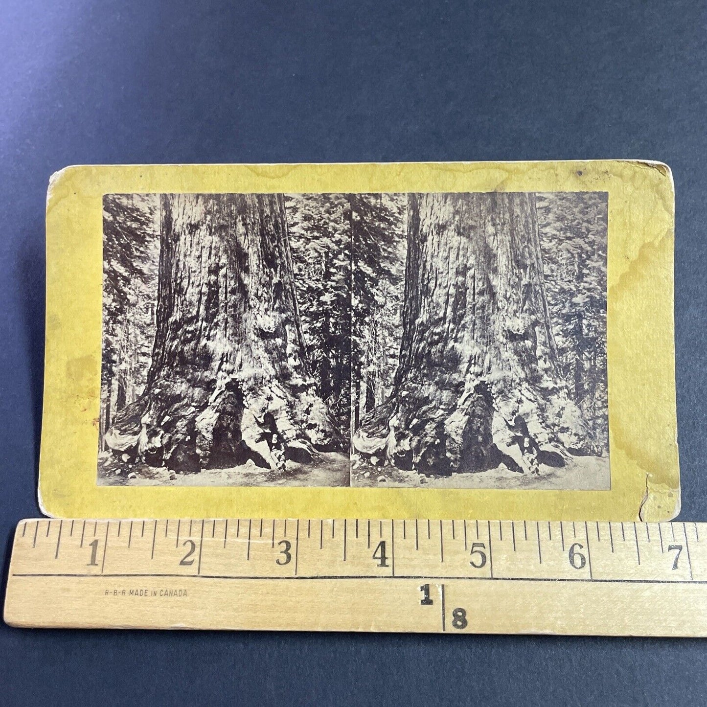 Antique 1860s Logger With Giant Redwood Tree CA Stereoview Photo Card P3612