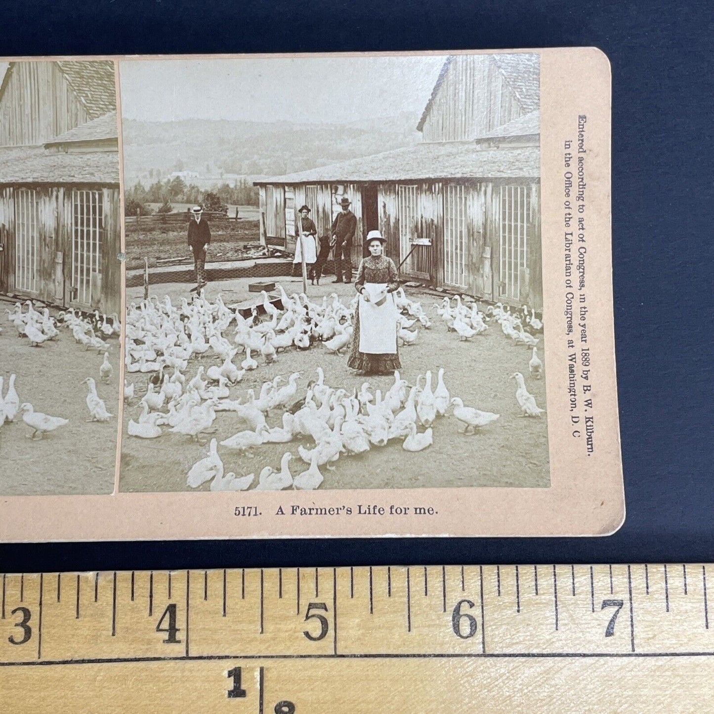 Antique 1889 Littleton New Hampshire Goose Farm Stereoview Photo Card PC780