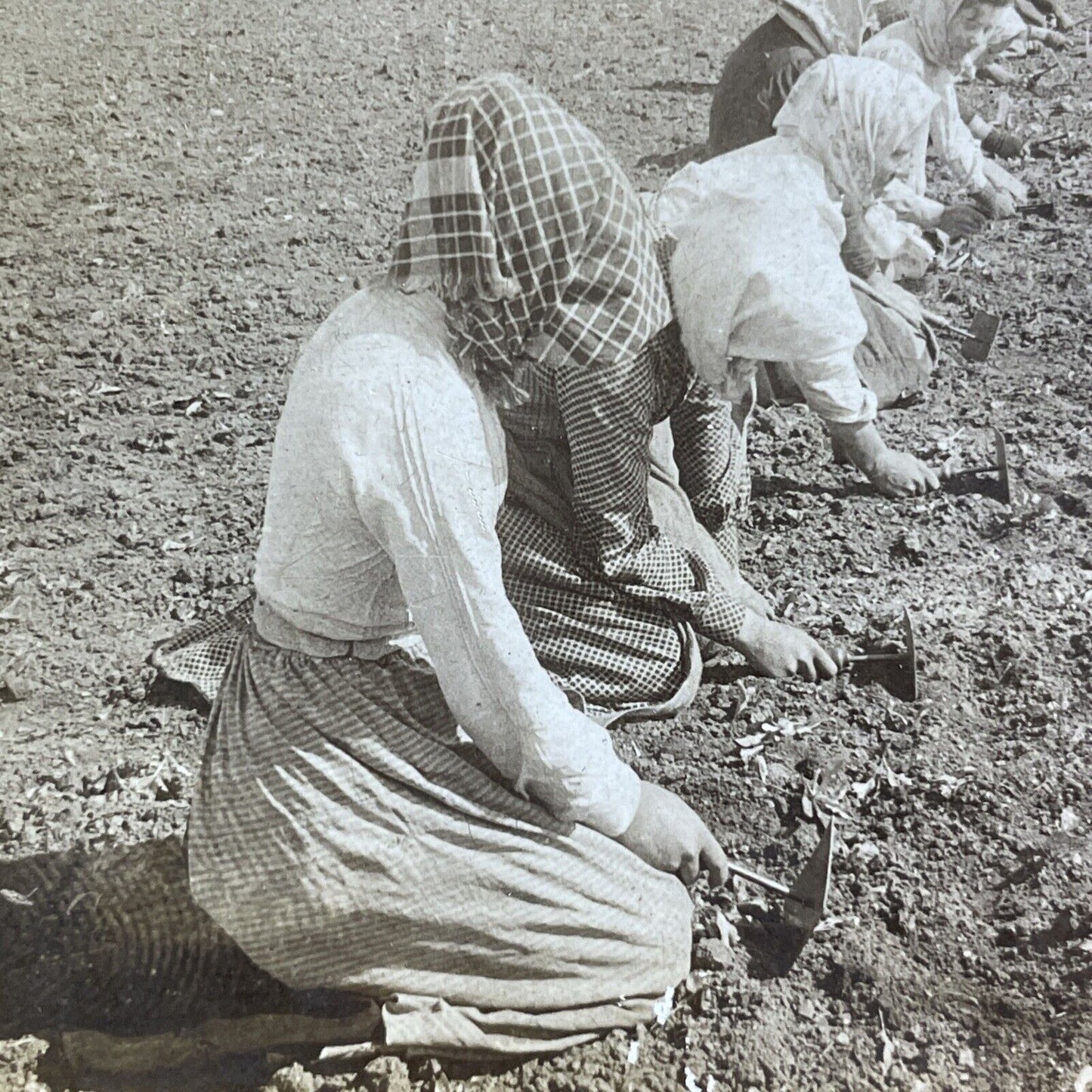 Antique 1906 Swedish Women Farm Sugar Beets Sweden Stereoview Photo Card P2142