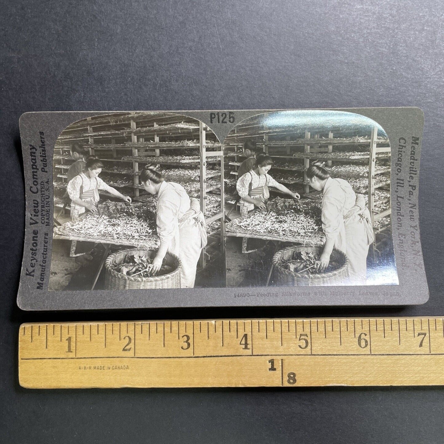 Antique 1906 Feeding Silkworms Mulberry Leaves Japan Stereoview Photo Card P1544