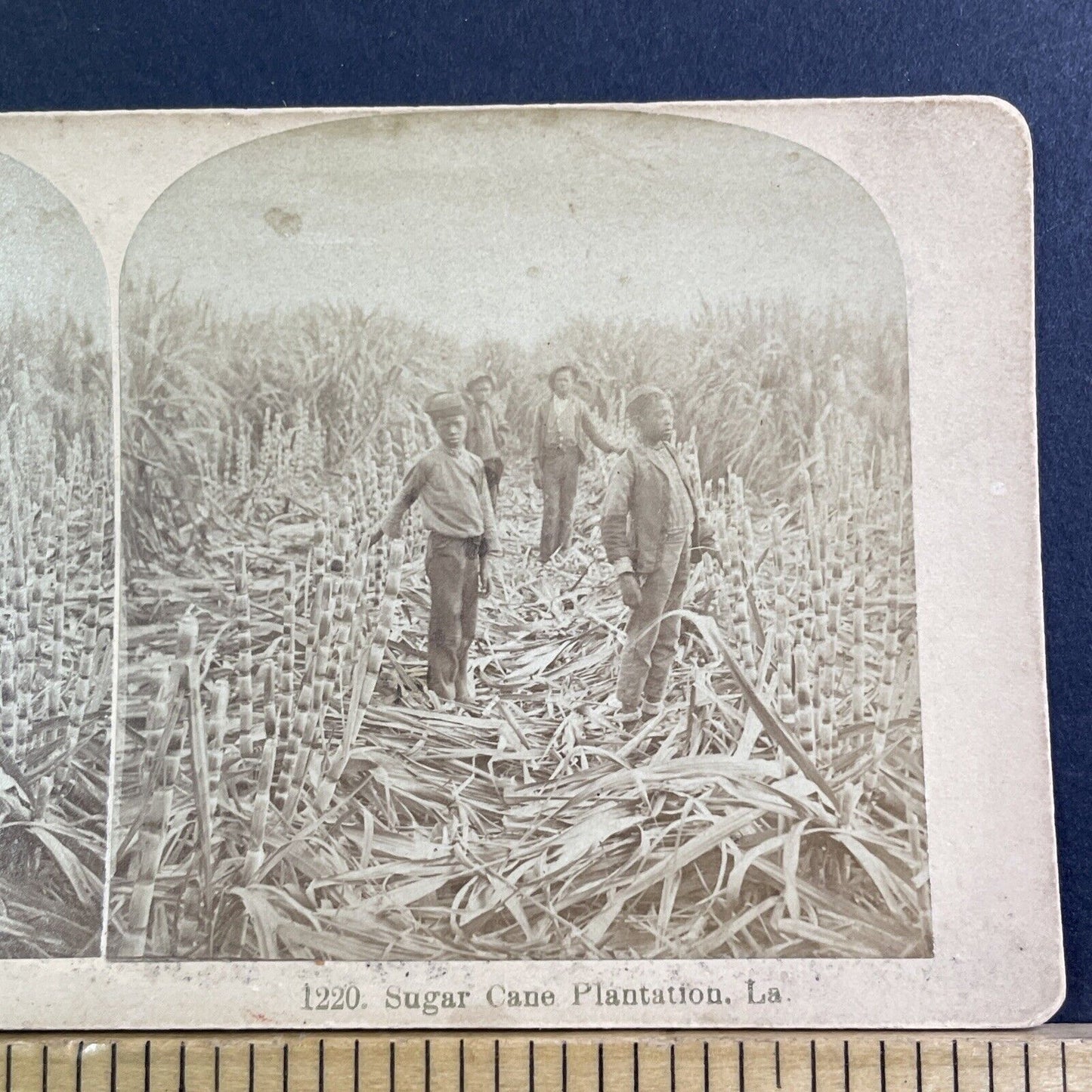 Children On Sugar Cane Farm In Louisiana Stereoview Antique c1878 X1524