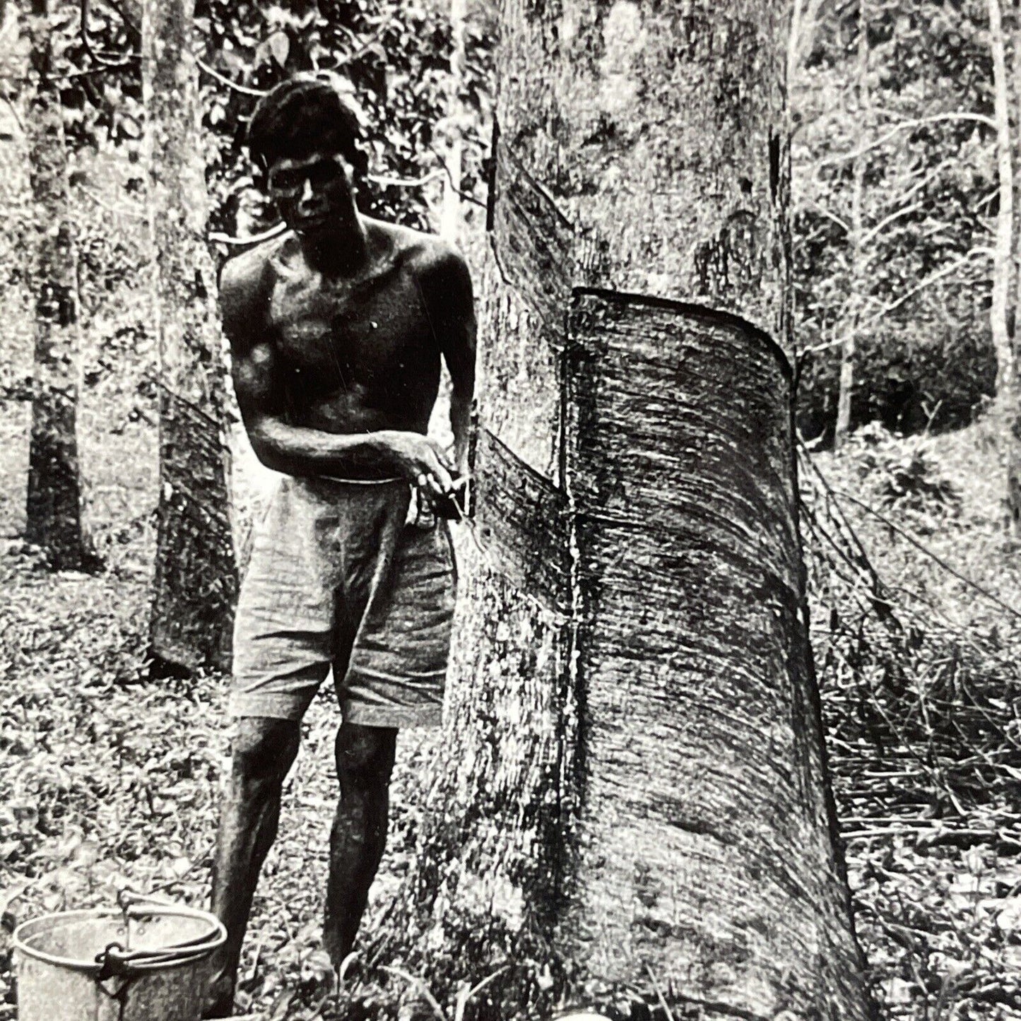 Antique 1910s Unpaid Labor From India In Fiji Island Stereoview Photo Card P4219