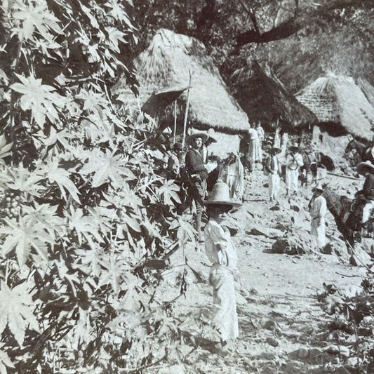 Antique 1892 Castor Bean Farm In Jalisco Mexico Stereoview Photo Card P2348