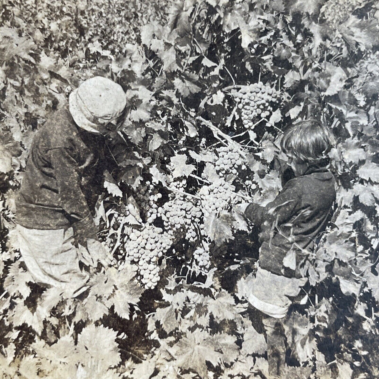 Antique 1920s Grape Vineyard Farm Acampo California Stereoview Photo Card P3521