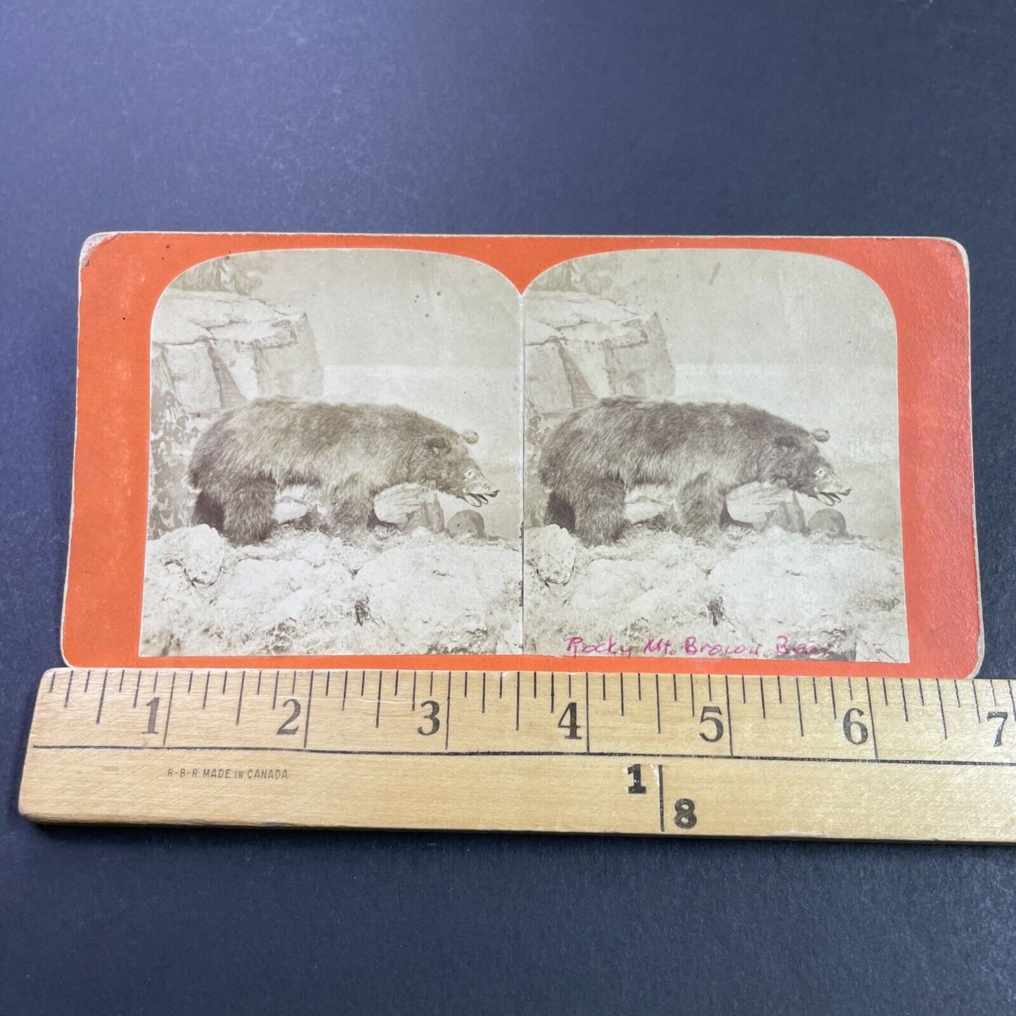 Antique 1860s Brown Bear Stuffed Colorado Or Montana Stereoview Photo Card P3973