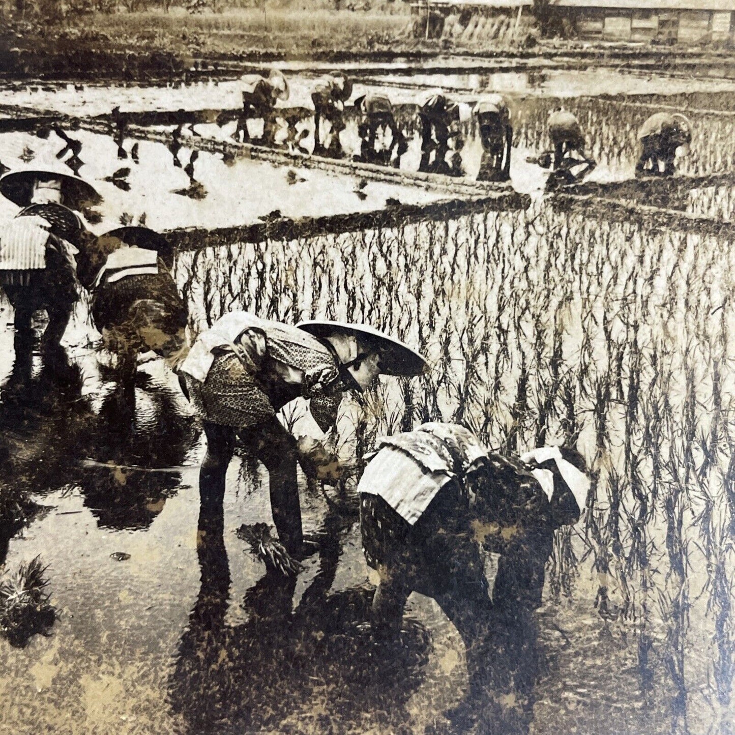 Antique 1909 Planting Rice In Fields Japan Stereoview Photo Card P3622
