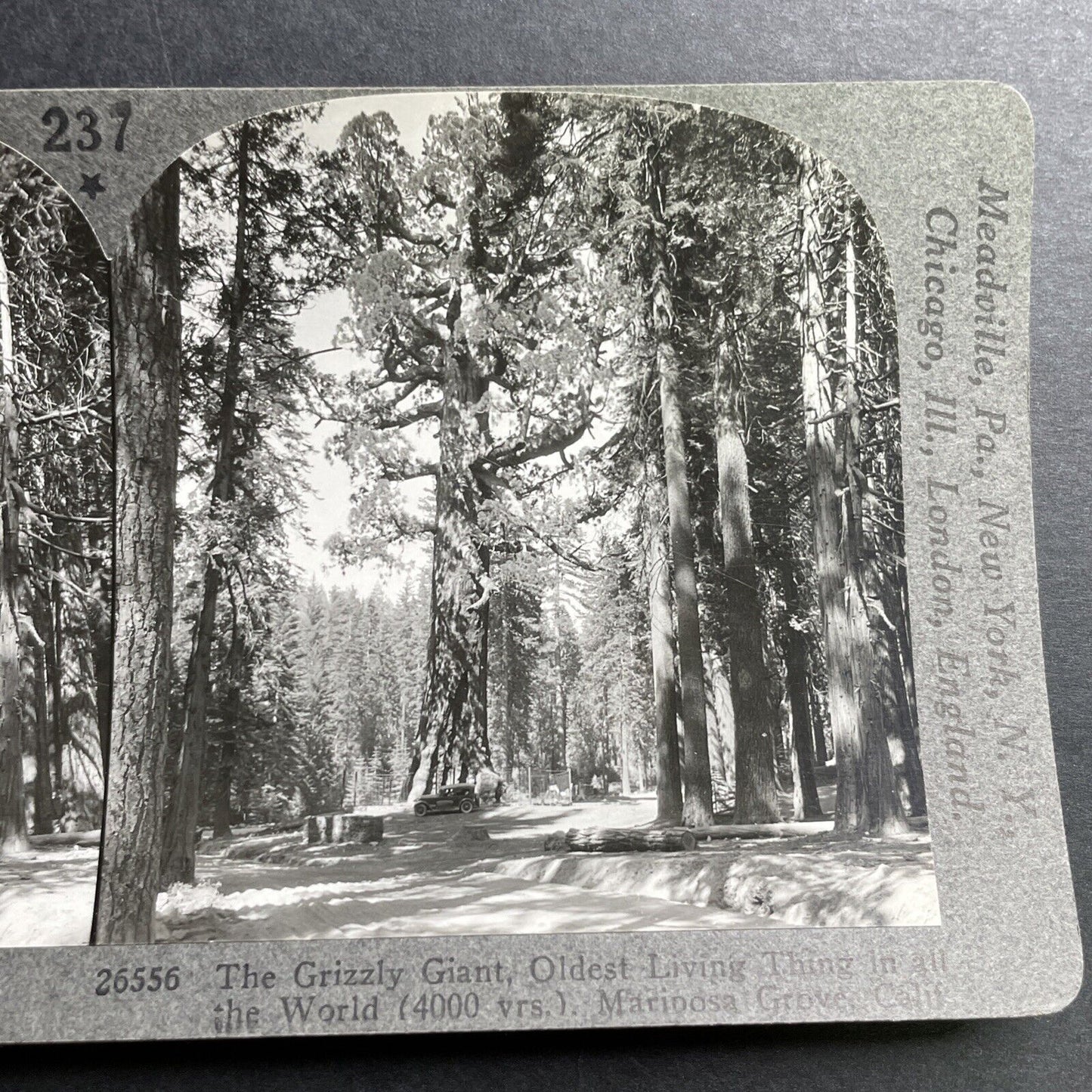 Antique 1932 The Grizzly Giant Sequoia Tree Mariposa Stereoview Photo Card P1553