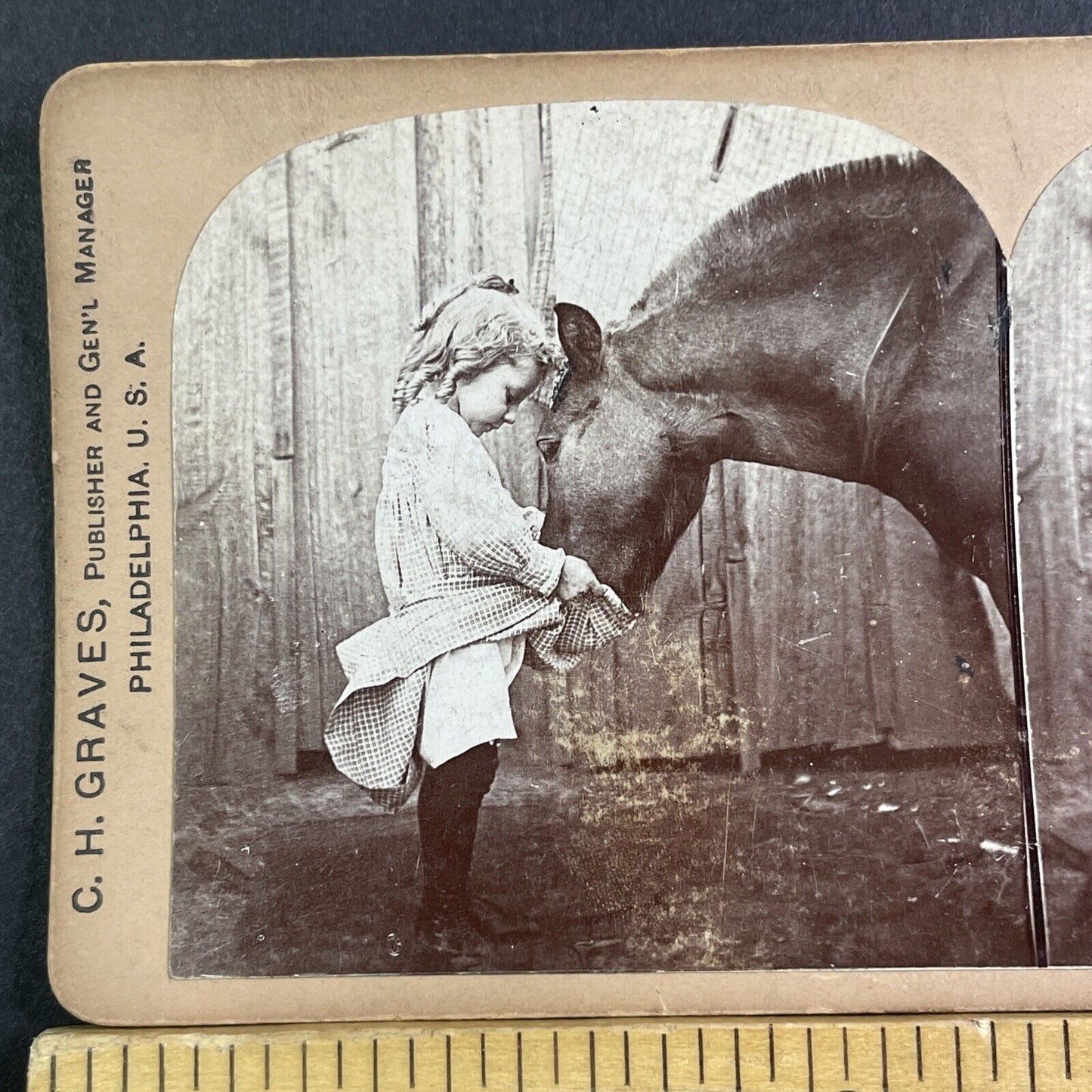 Girl Feeding Horse Oats Stereoview 16.66 Cent Backstamp Antique c1894 X2831