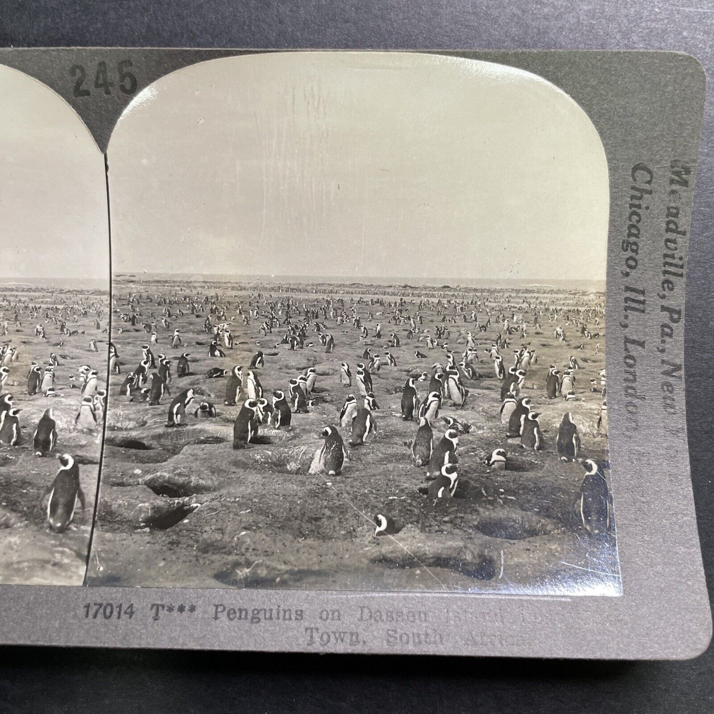 Antique 1918 Dassen Island Penguins South Africa Stereoview Photo Card P1361