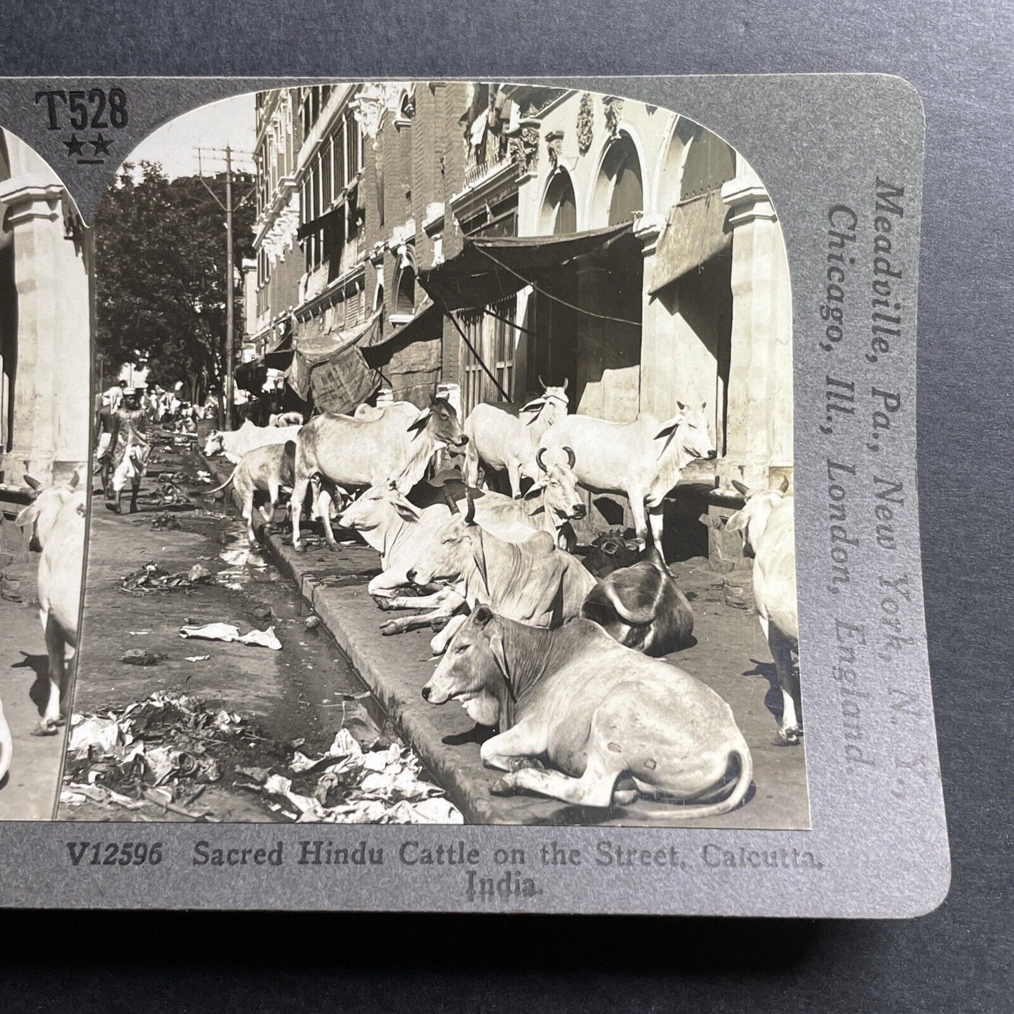 Antique 1918 Cattle On The Streets Of Calcutta India Stereoview Photo Card P1477