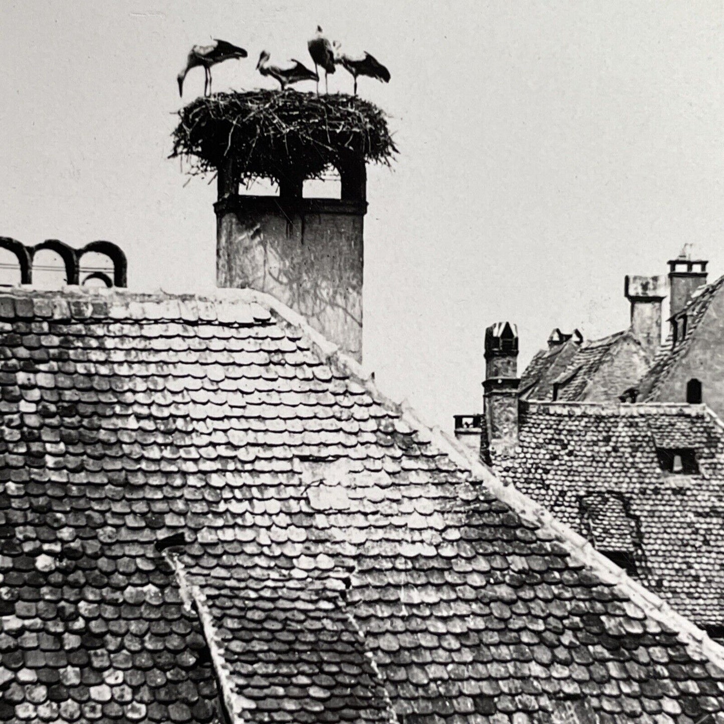 Antique 1913 Stork Nest On Chimney Strasbourg France Stereoview Photo Card P1322