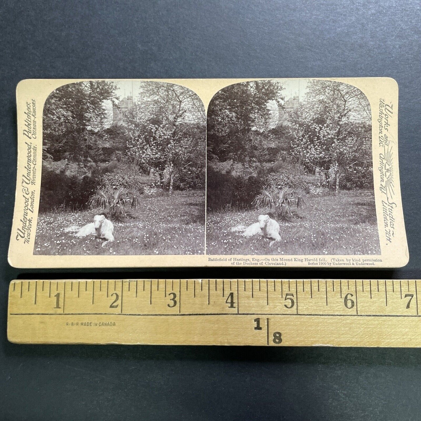 Antique 1900 English Wolfhound Guards Hastings UK Stereoview Photo Card P1277