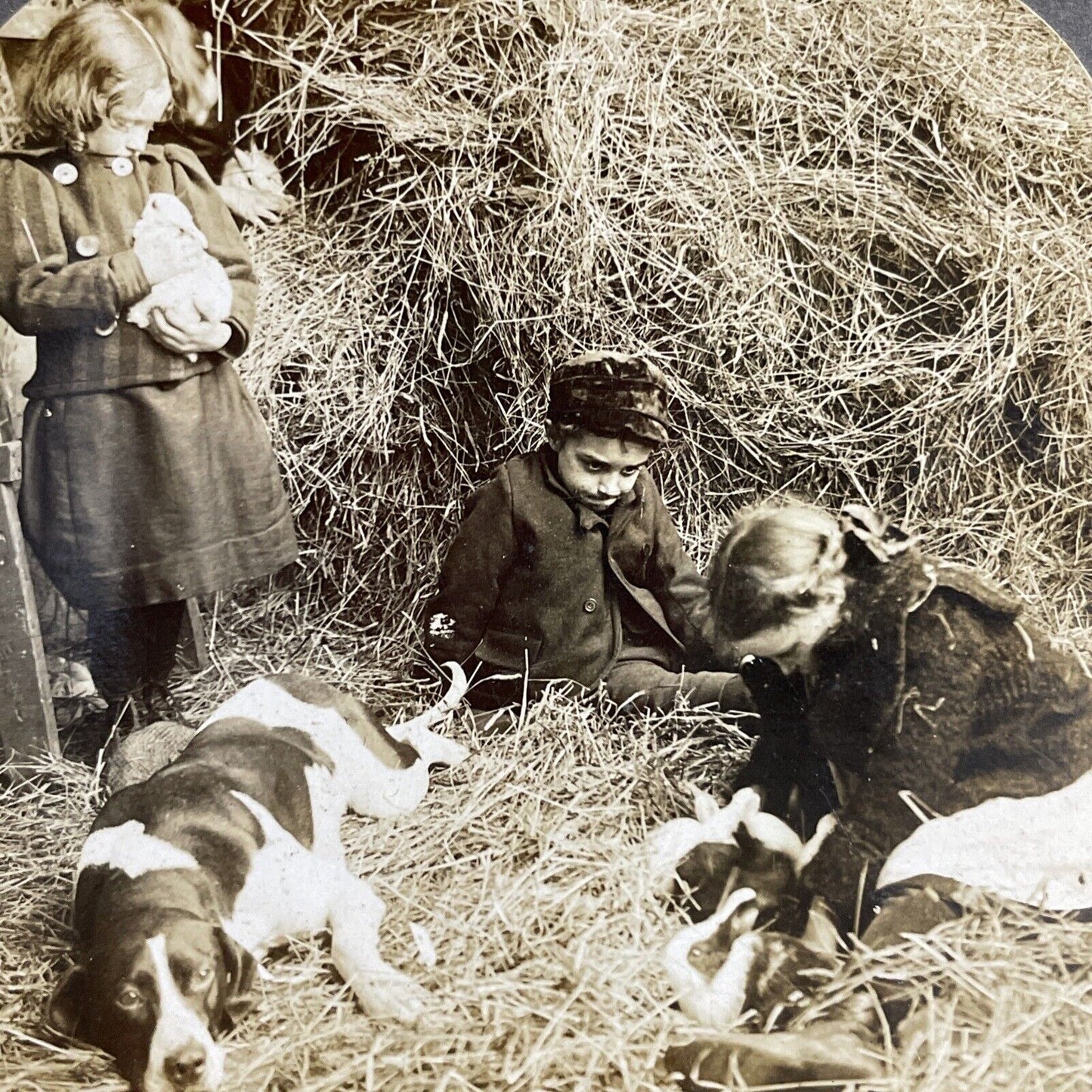 Antique 1901 A Hunting Dog Has Puppies In The Barn Stereoview Photo Card P4080