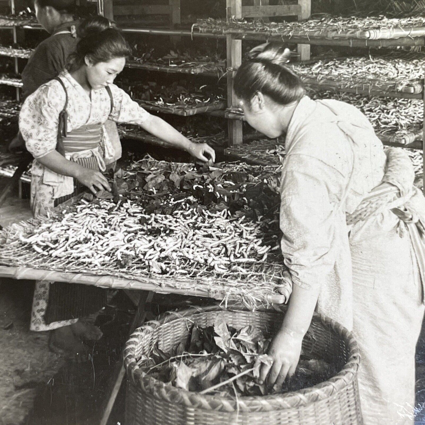 Antique 1906 Feeding Silkworms Mulberry Leaves Japan Stereoview Photo Card P1544