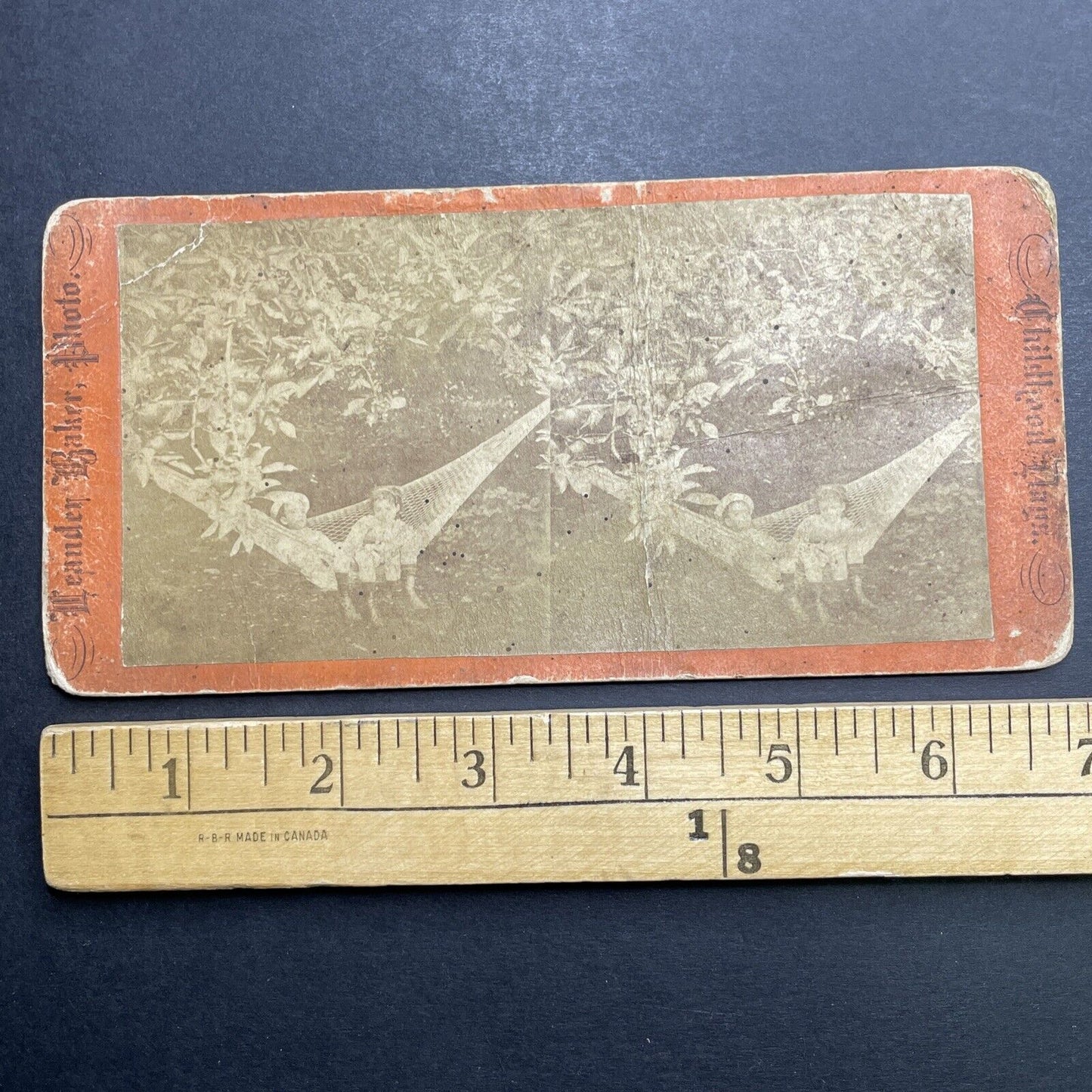 Antique 1860s Children In An Orange Tree Florida Stereoview Photo Card P1191