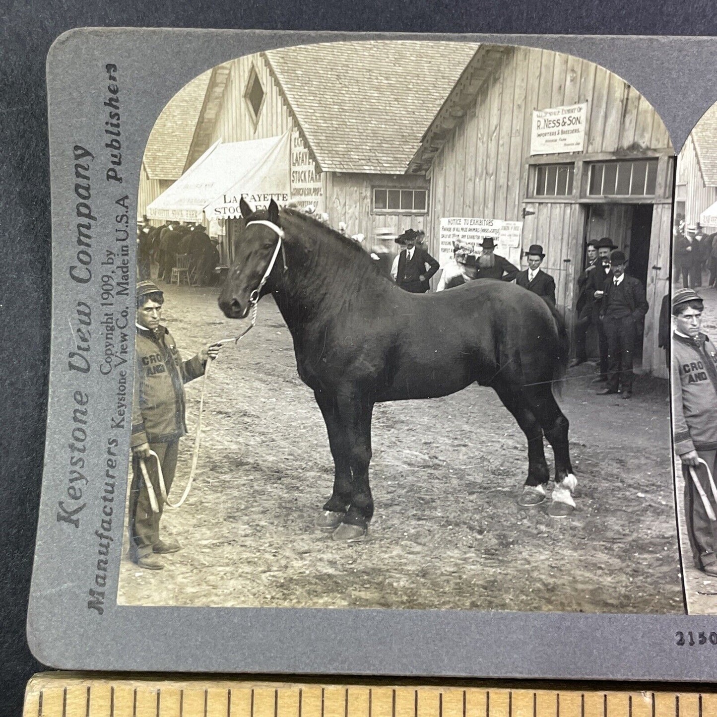 Champion Percheron Horse Lafayette Indiana Stereoview Durandal c1909 Y2739