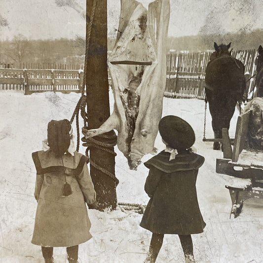 Antique 1903 Children Clean A Pig On A Farm Stereoview Photo Card P3984