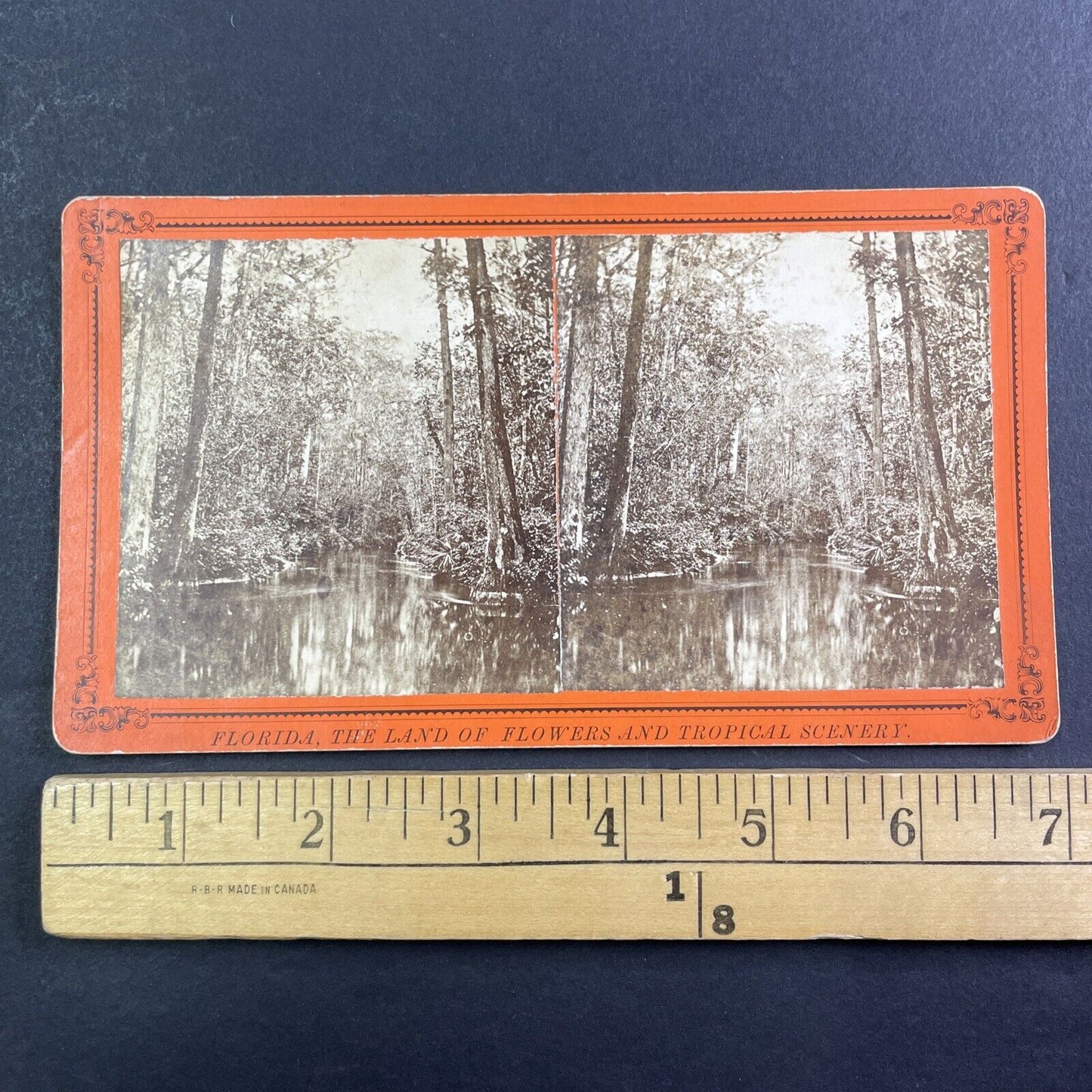 Ocklawaha River Eureka Florida Cypress Gate Narrows Stereoview c1870 Y082