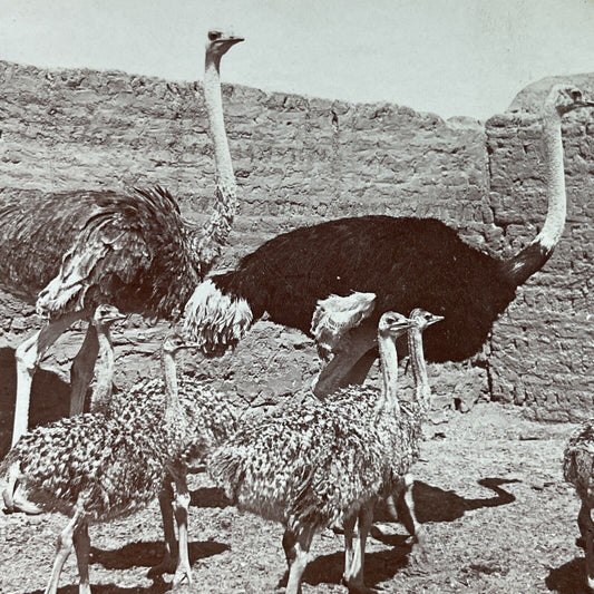 Antique 1899 Ostrich Family Matariyeh Egypt Stereoview Photo Card P3824