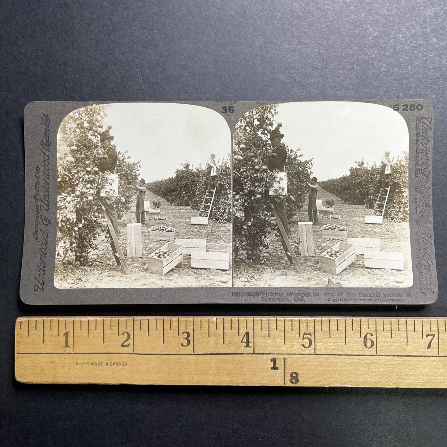 Antique 1905 Picking Oranges Riverside California Stereoview Photo Card P1317