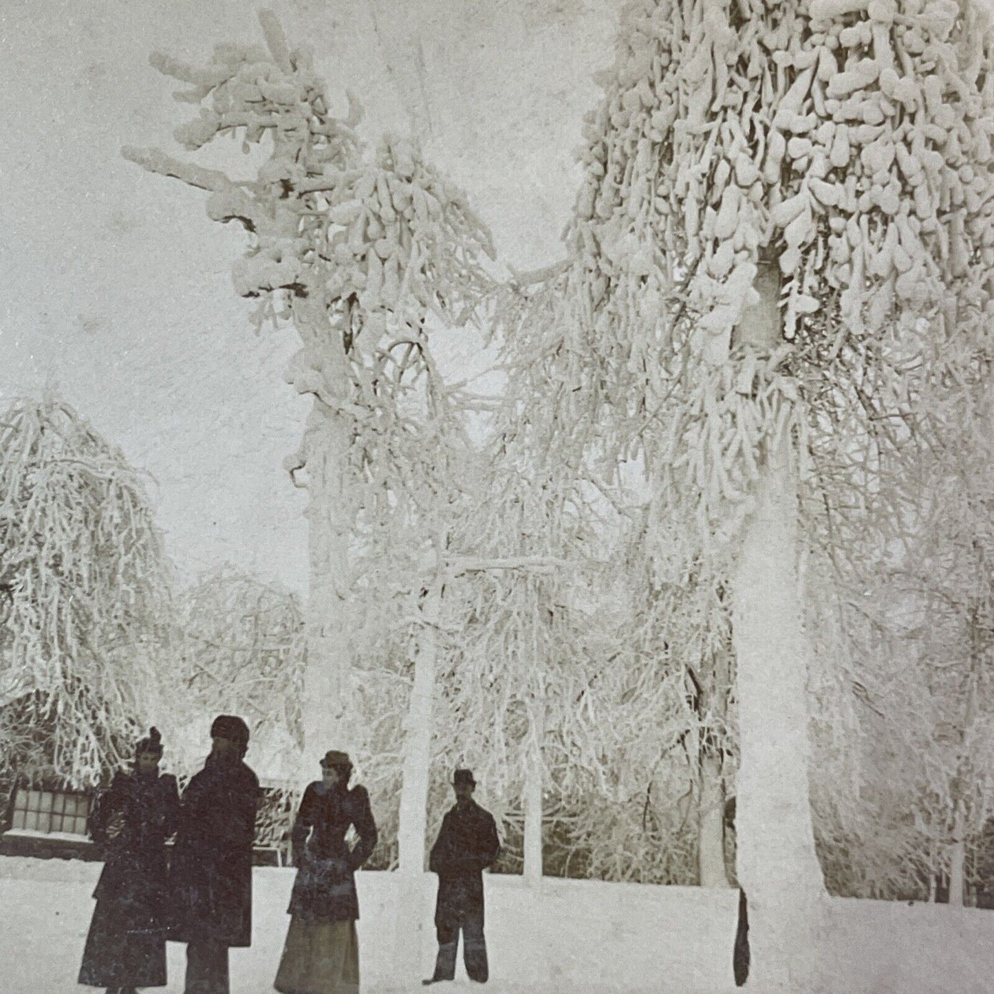 Ice Frozen Trees Niagara Falls New York Stereoview Antique c1893 Y1860