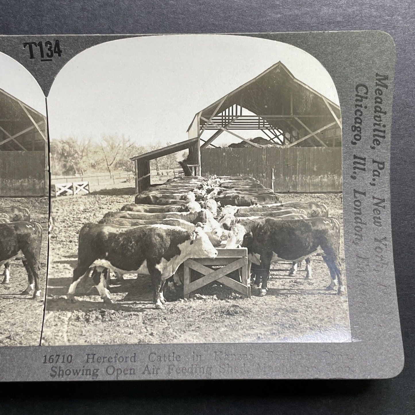 Antique 1918 Hereford Cattle In Manhattan Kansas Stereoview Photo Card P1354