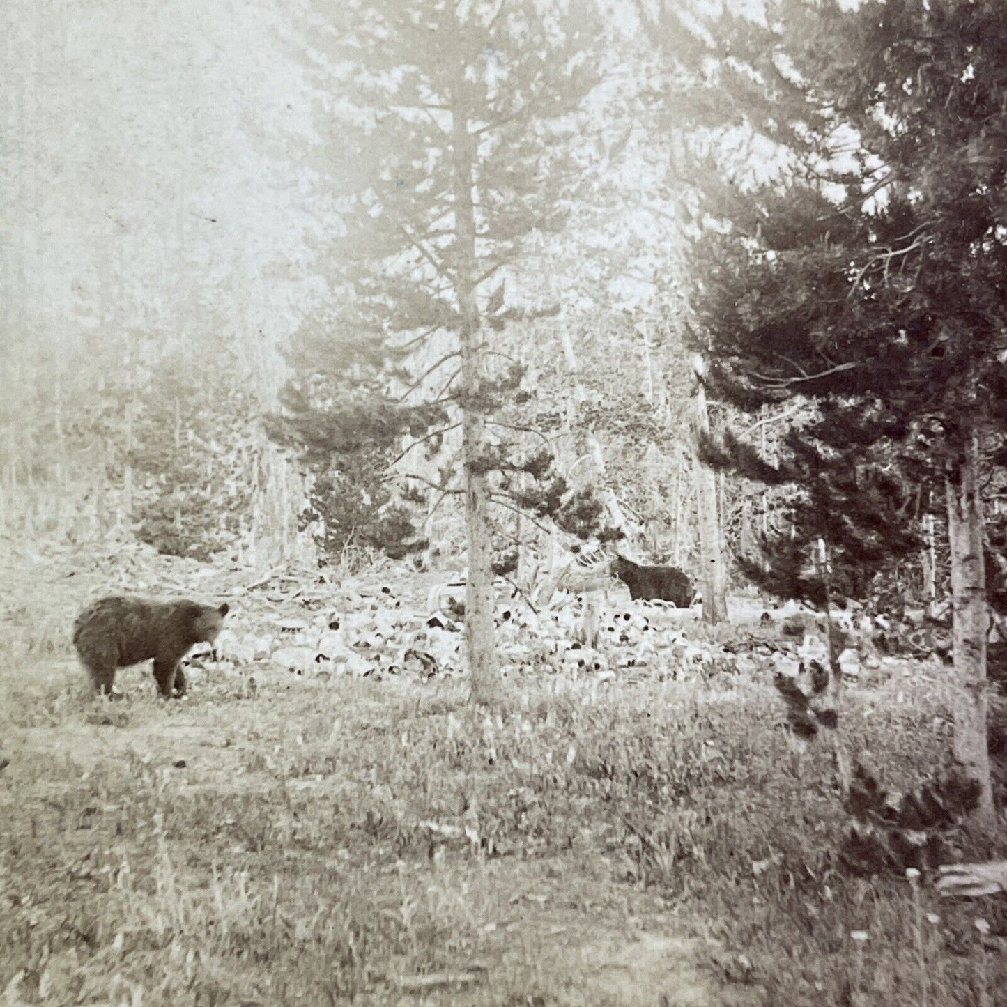 Two Black Bear Yellowstone Wyoming Stereoview T.W. Ingersoll Antique c1888 Y1329