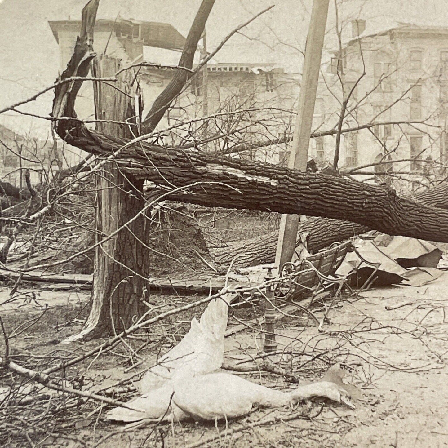 Louisville Tornado Disaster Damage Stereoview Kentucky Antique c1893 X2581