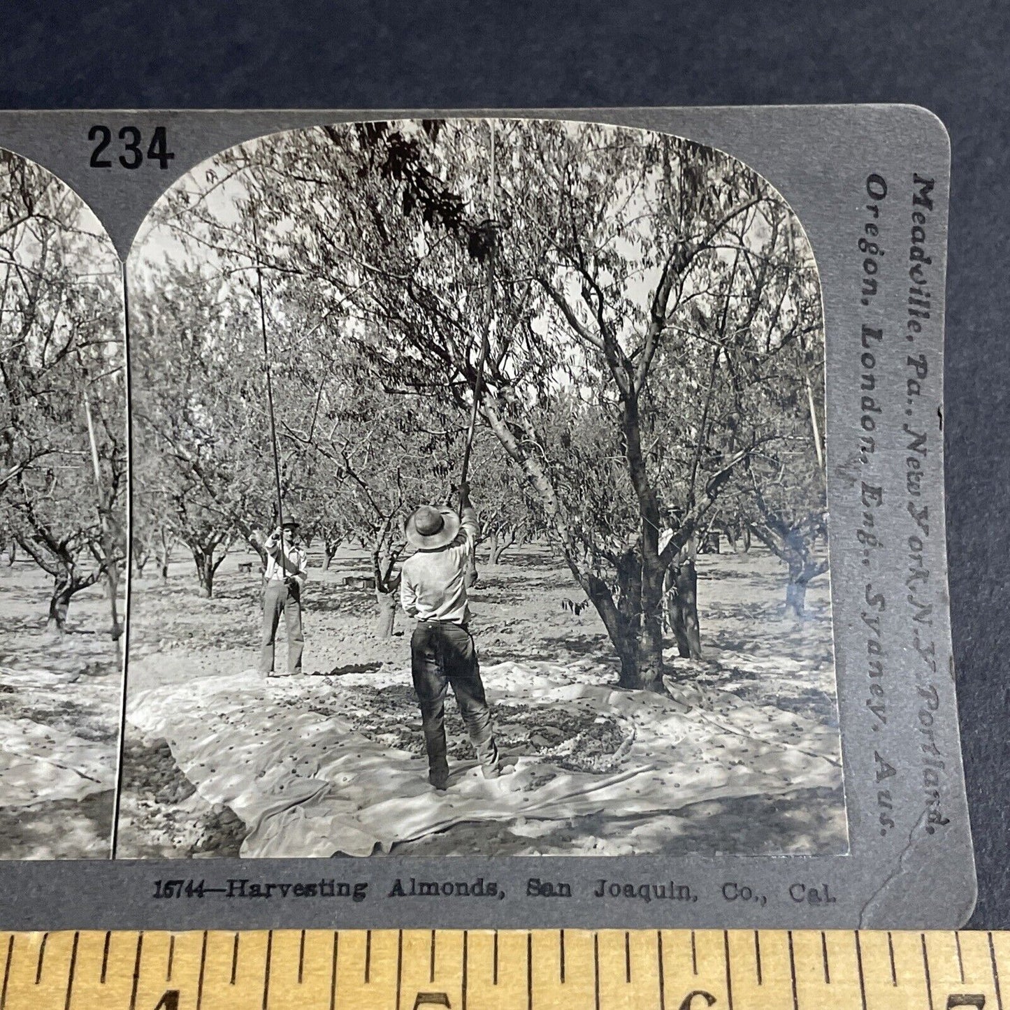 Antique 1910s Almond Farm Near Bridgehead CA Stereoview Photo Card P3660