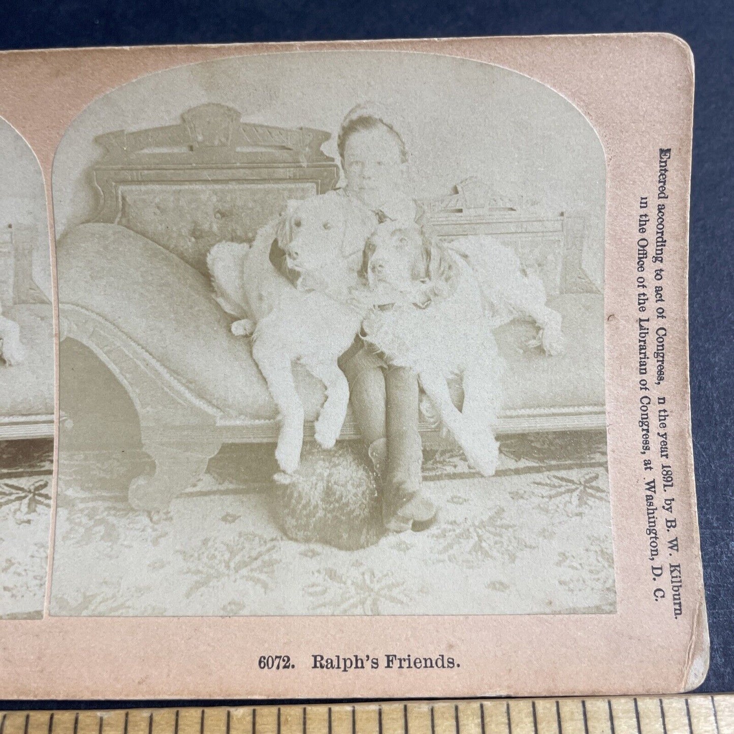 Antique 1891 Boy Hugs His Two Dogs On Couch Stereoview Photo Card P4634