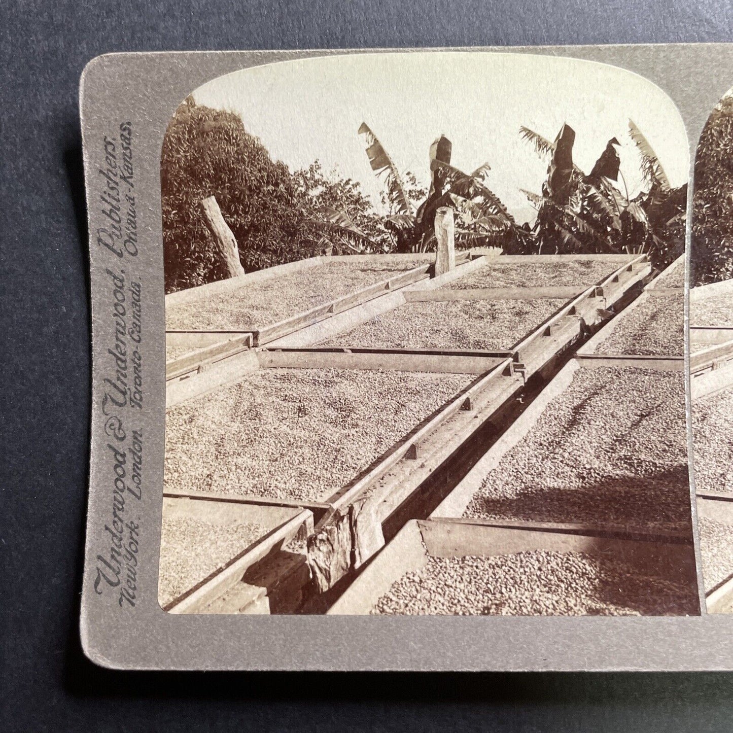 Antique 1900 Drying Coffee Beans In Puerto Rico Stereoview Photo Card P1720