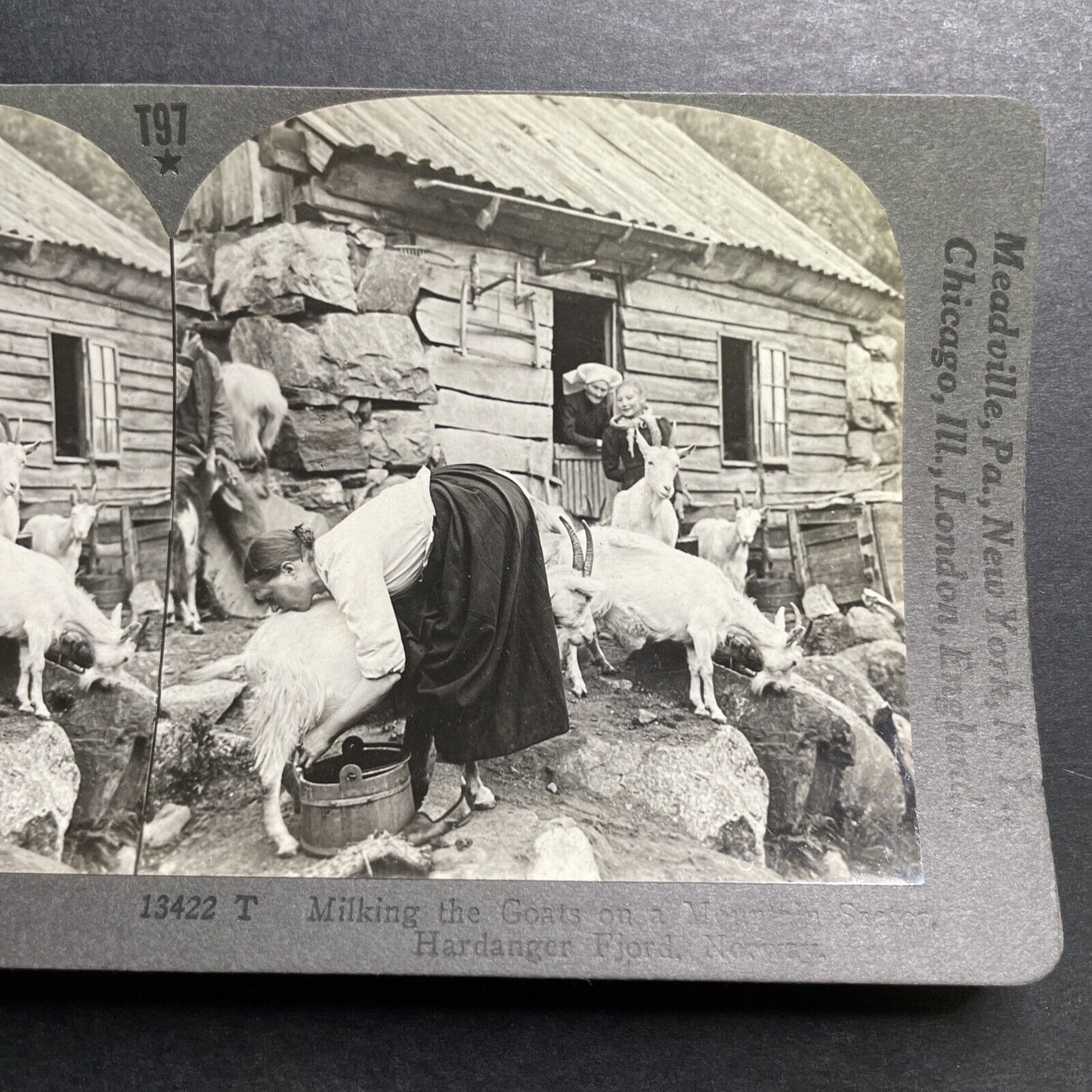 Antique 1918 Milking Goats In Hardanger Norway Stereoview Photo Card P1359