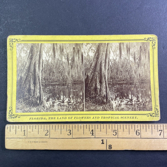 Ocklawaha River Swamp in Florida Stereoview J.I. Mackey Antique c1885 Y095