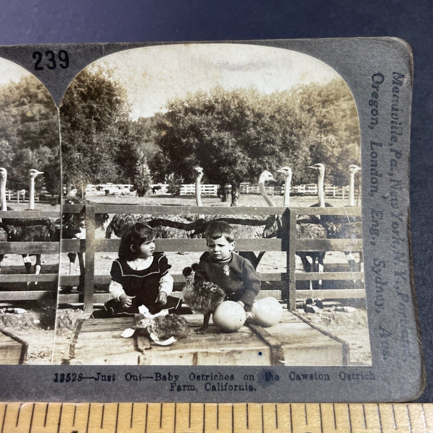 Antique 1910s Cawston Ostrich Farm Pasadena CA Stereoview Photo Card P3594