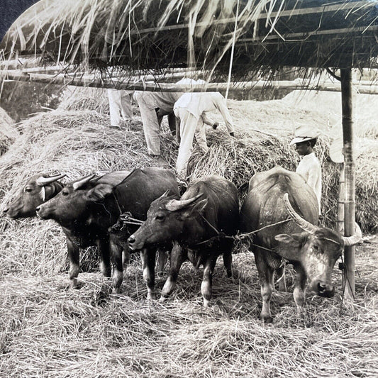 Antique 1906 Rice Farming Pagsanjan Philippines Stereoview Photo Card P1470