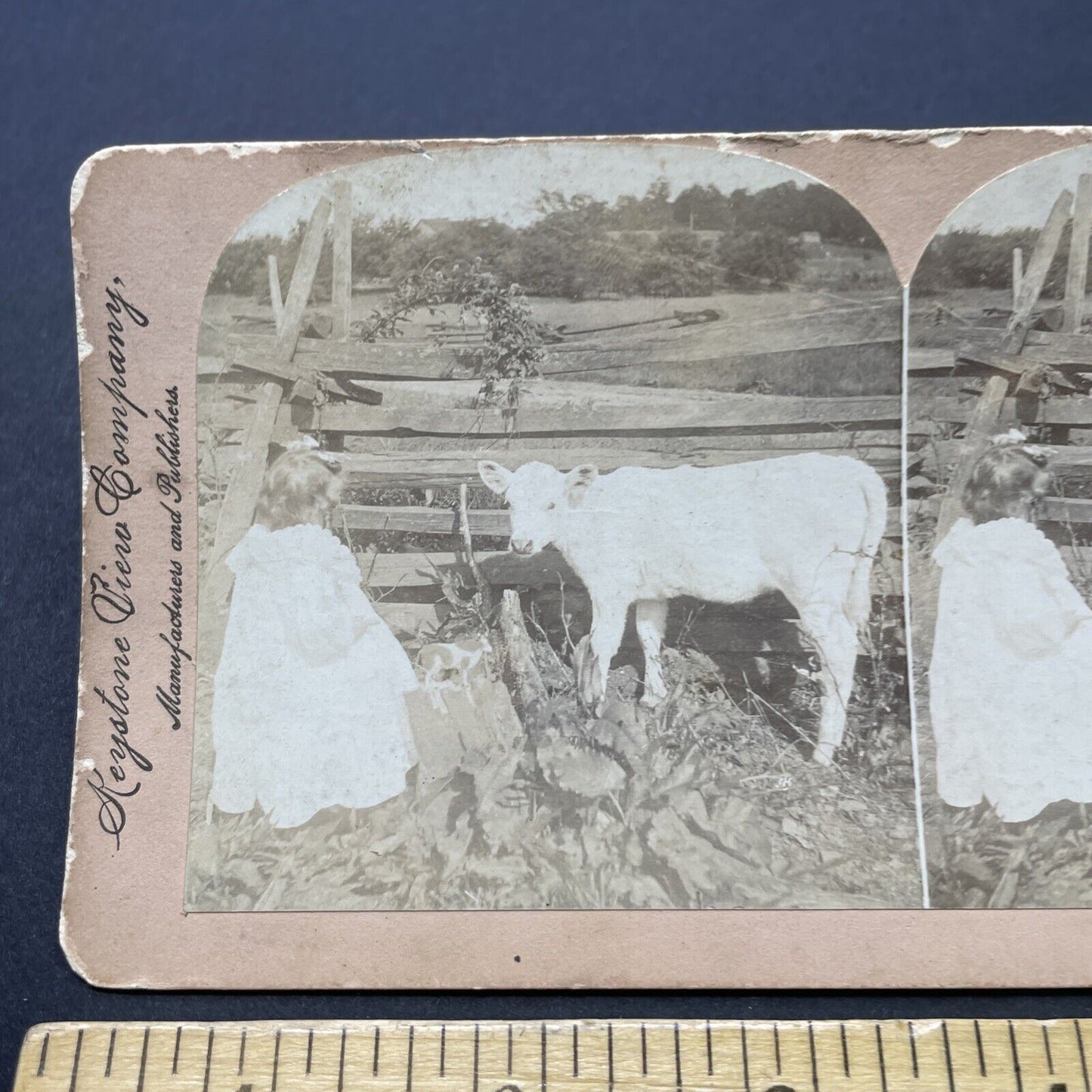 Antique 1896 A Child Plays With Her Calf Stereoview Photo Card P2562