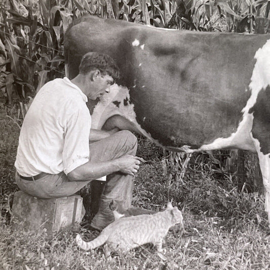 Antique 1920 Milking A Cow Feeding A Cat Stereoview Photo Card P1783