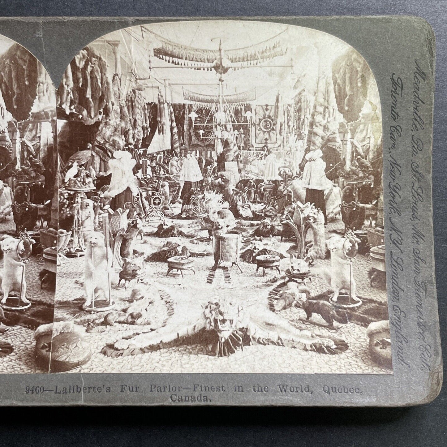 Antique 1899 Laliberte's Exotic Animal Fur Quebec Stereoview Photo Card P1455