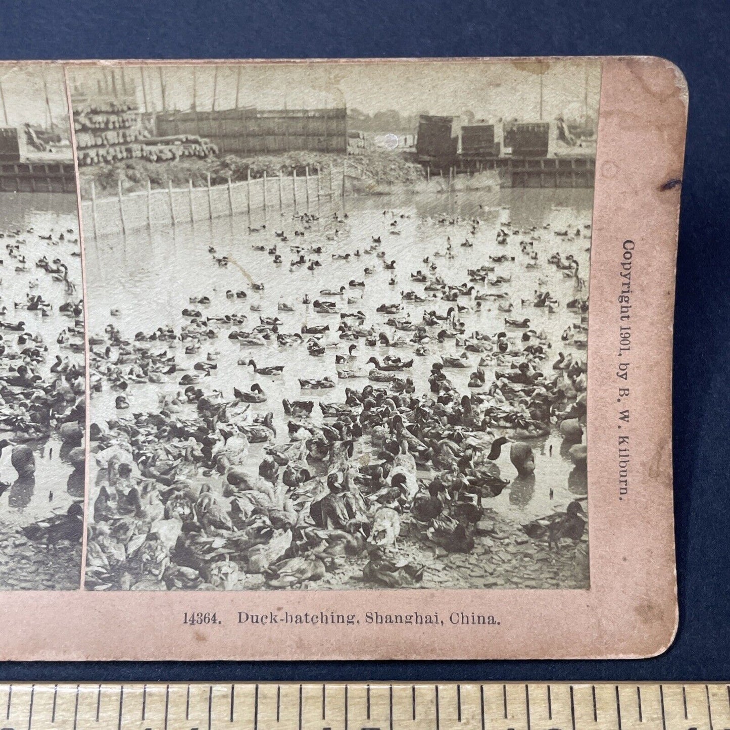 Antique 1901 Duck Farm Near Downtown Shanghai China Stereoview Photo Card Q2266