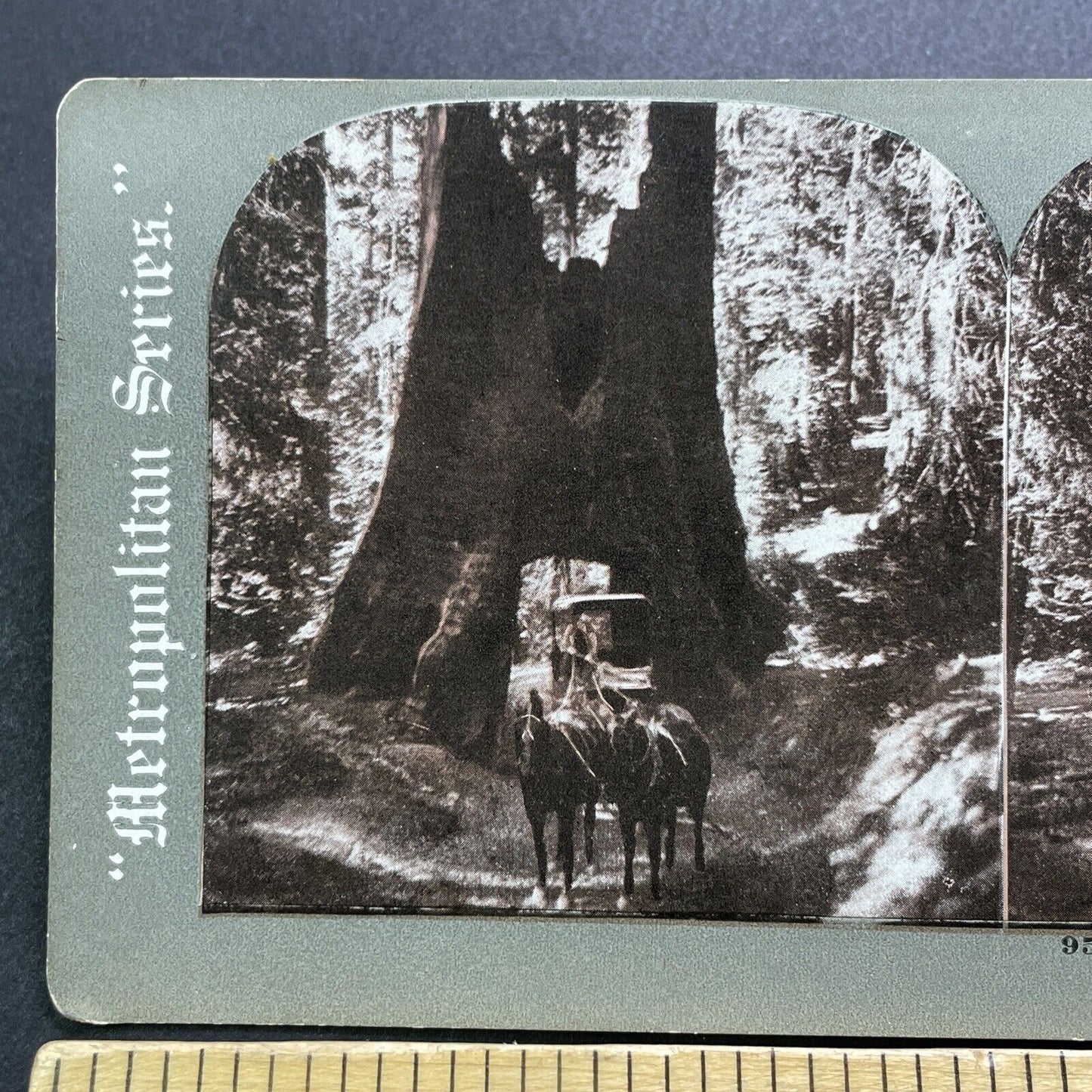 Antique 1900s Horse Drawn Carriage Through Large Tree Stereoview Photo Card 3584