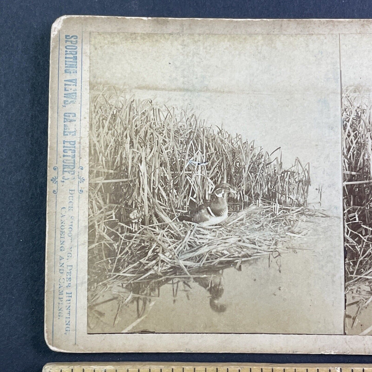 Wood Duck Bird Stereoview T.W. Ingersoll St. Paul Minnesota c1888 Y425