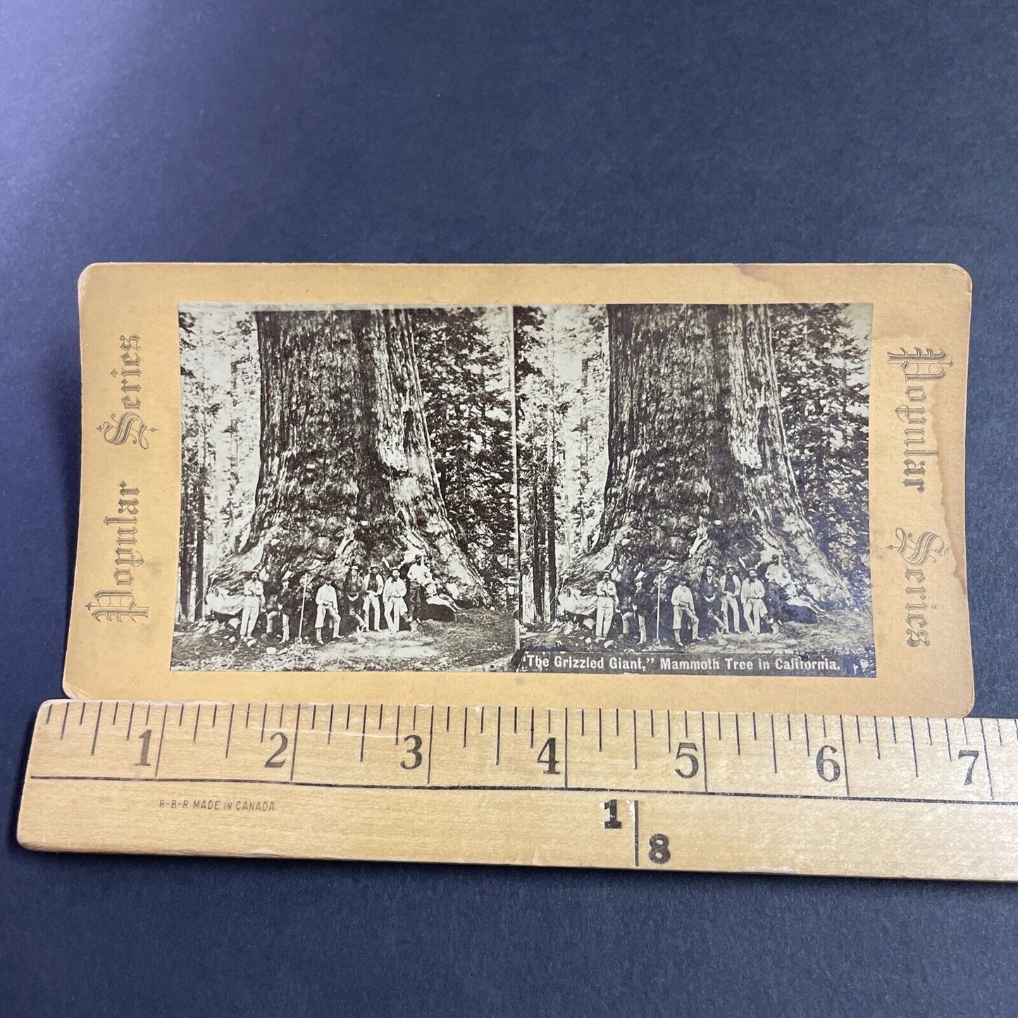 Antique 1870s Explorers And Giant Redwood Tree Stereoview Photo Card P3613