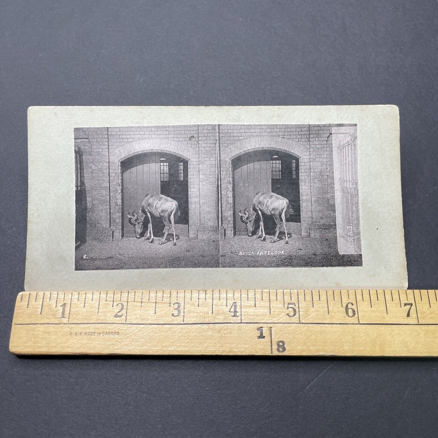 Antique 1880s Hartebeest At The London Zoo Stereoview Photo Card P1681