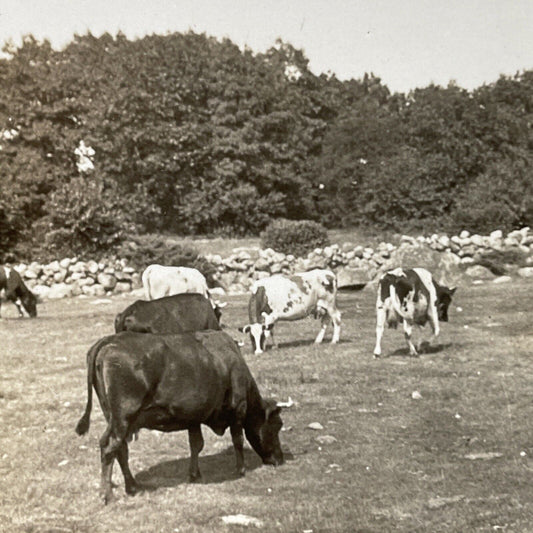 Antique 1910s Gloucester Massachusetts Cattle Farm Stereoview Photo Card P3101