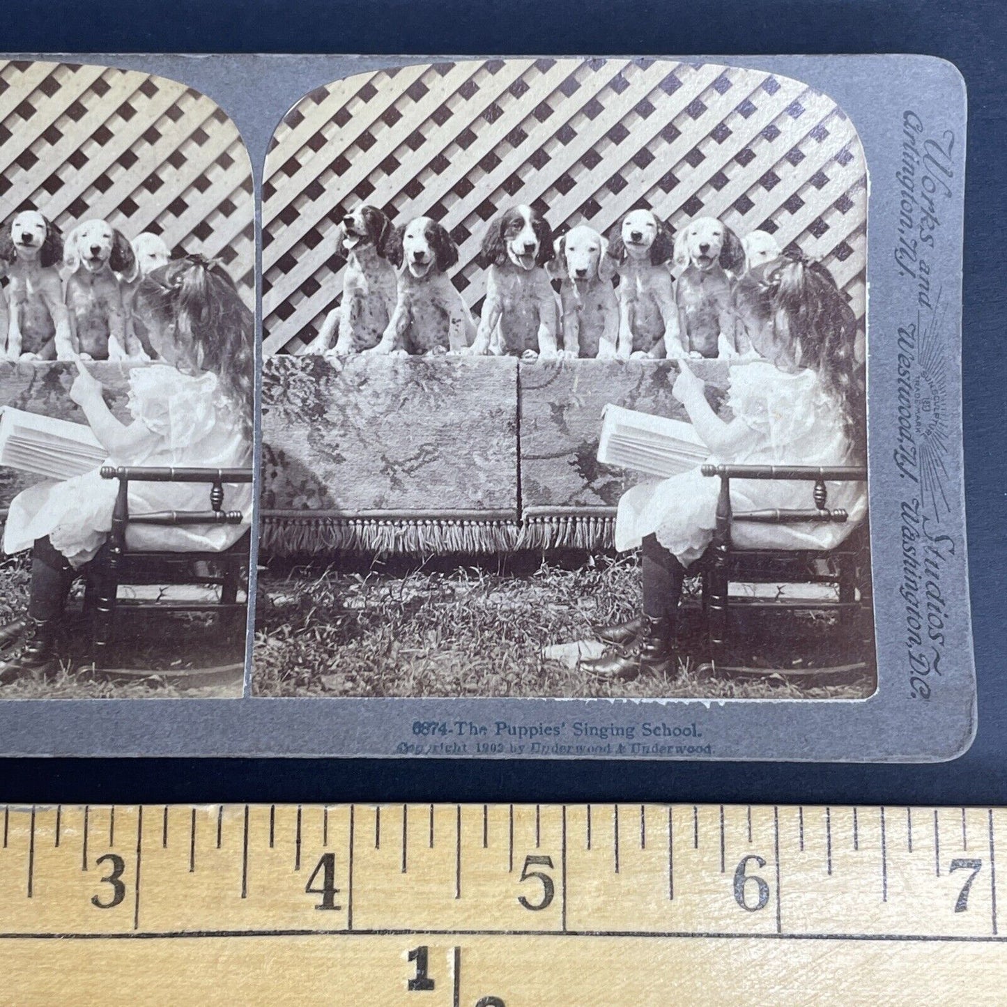 Antique 1903 Girl Teaching Hunting Puppies To Sing Stereoview Photo Card PC791