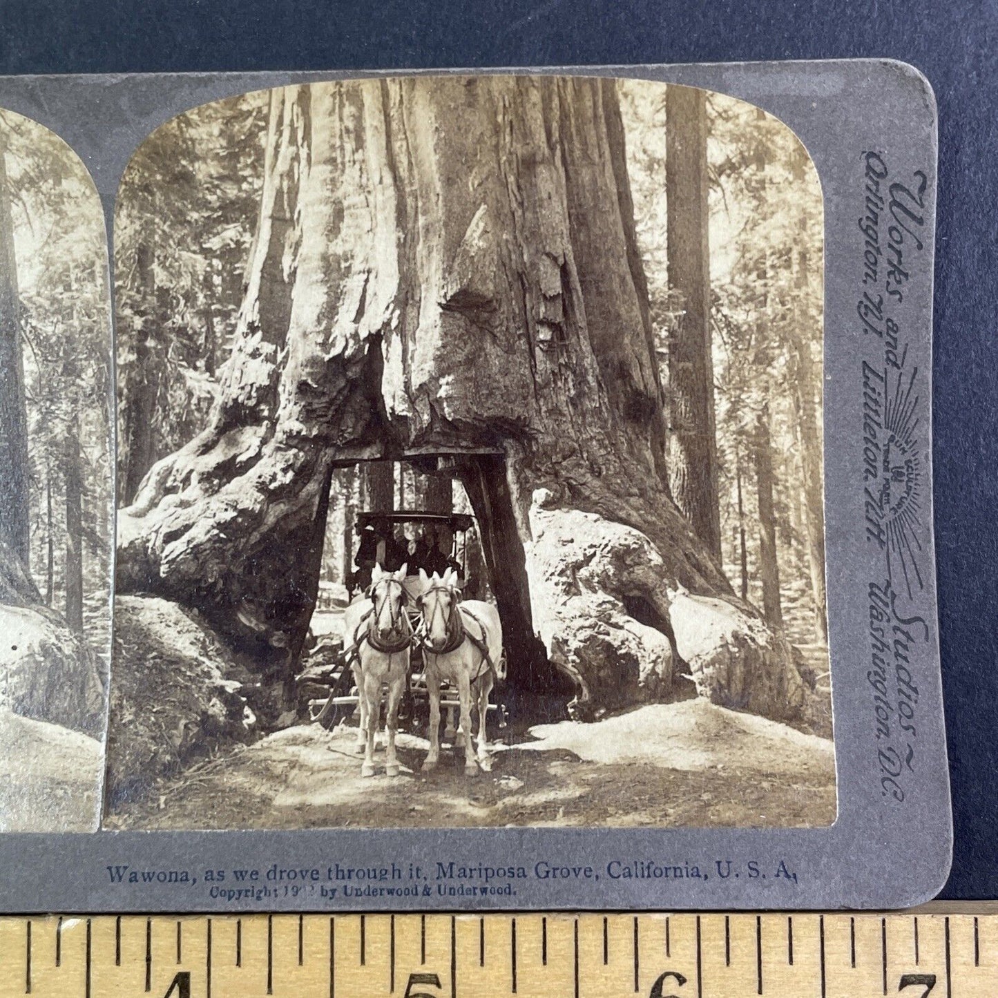 The Wawona Tunnel Tree Yosemite Stereoview California Antique c1902 X4135