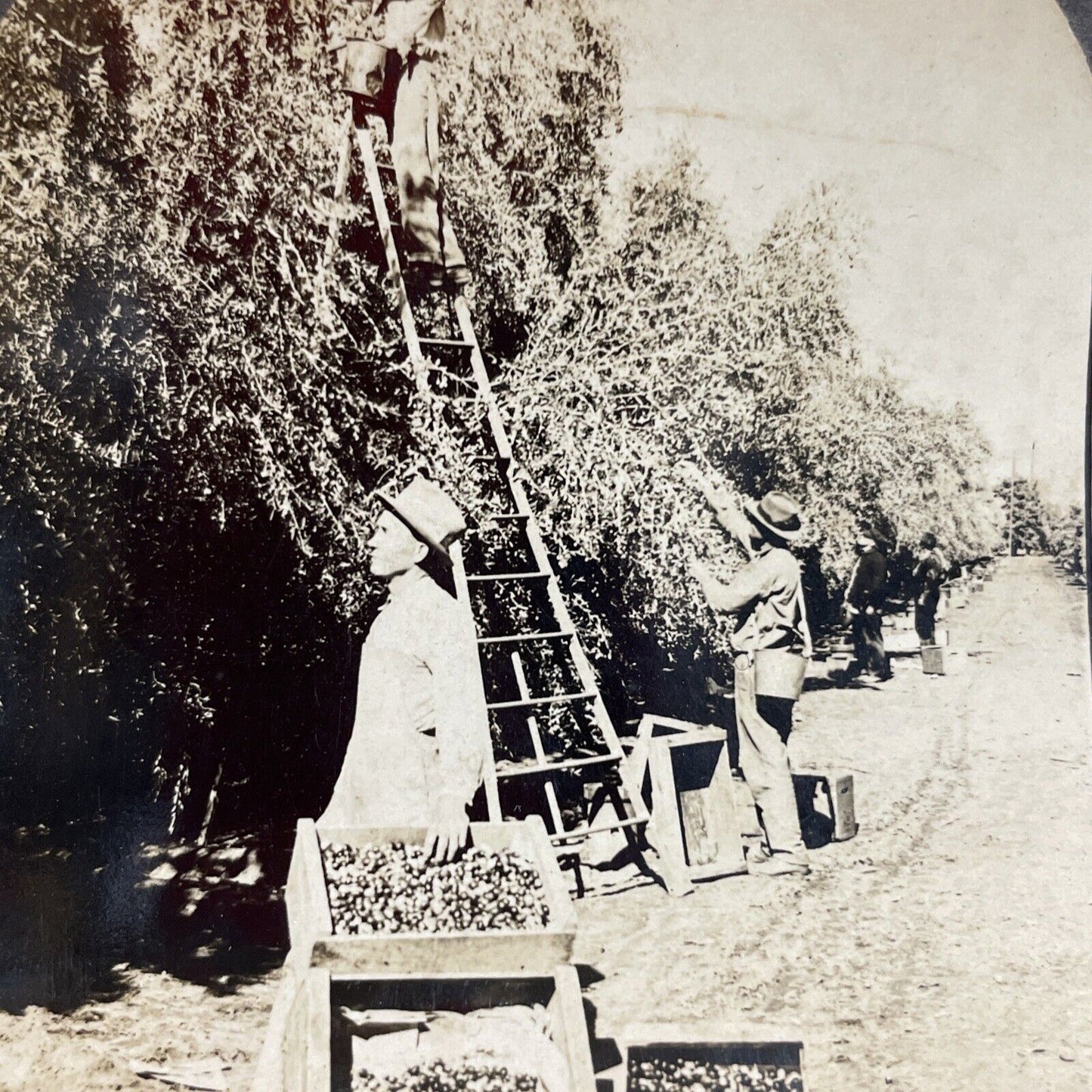 Antique 1910s Olive Farm Tulare California Stereoview Photo Card P3607