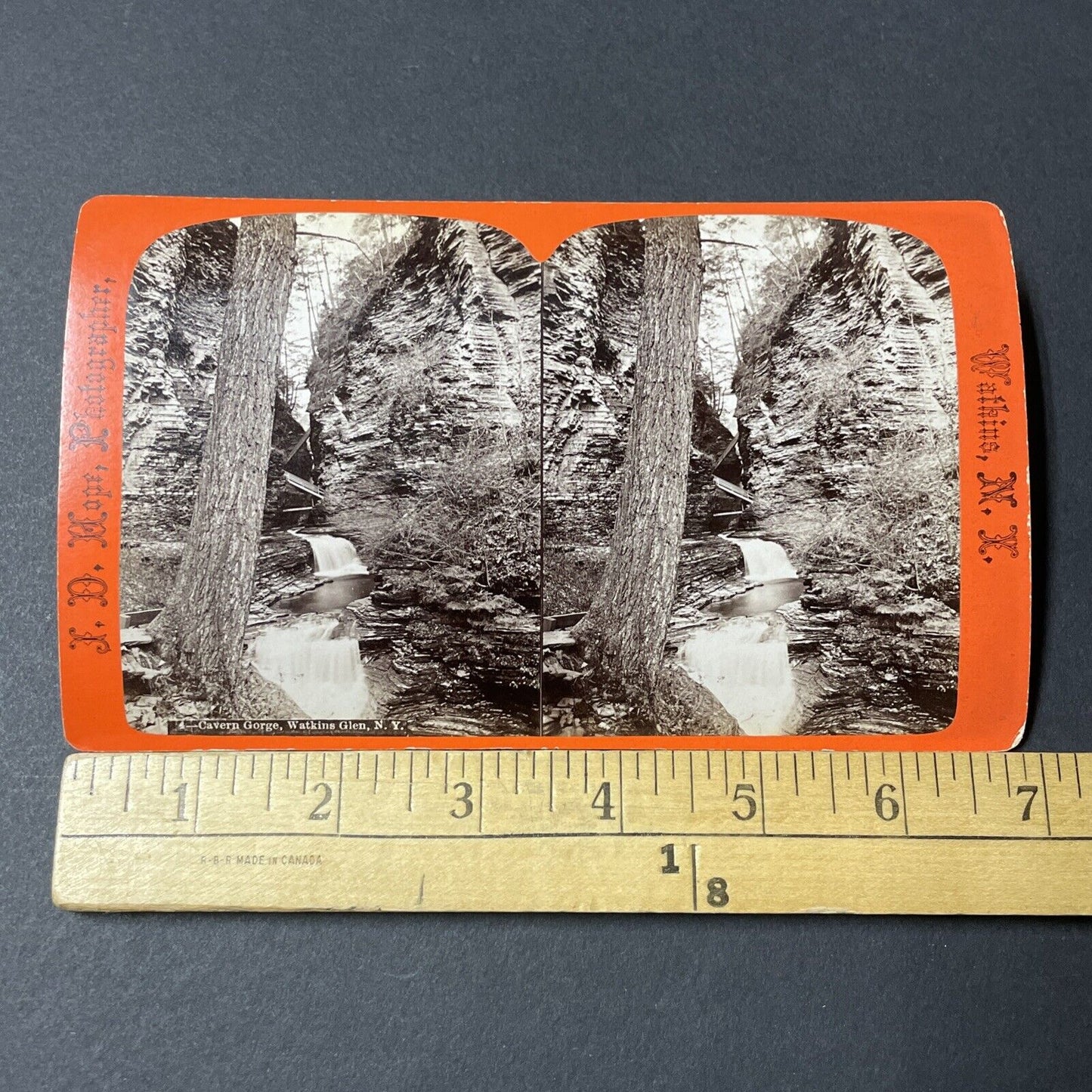 Antique 1860s Watkins Glen American Chestnut Tree Stereoview Photo Card V1802