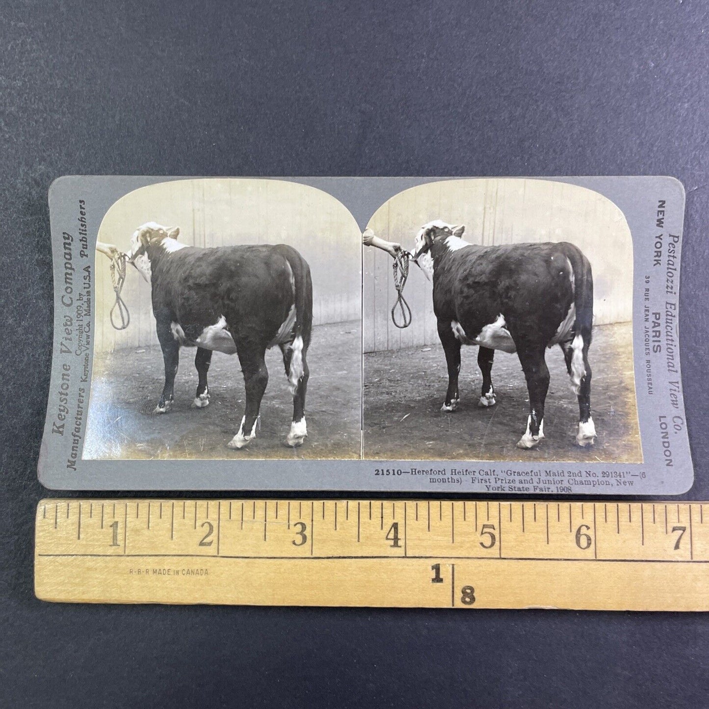 Champion Hereford Calf Toronto Exhibition Stereoview Graceful Maid c1909 Y2738