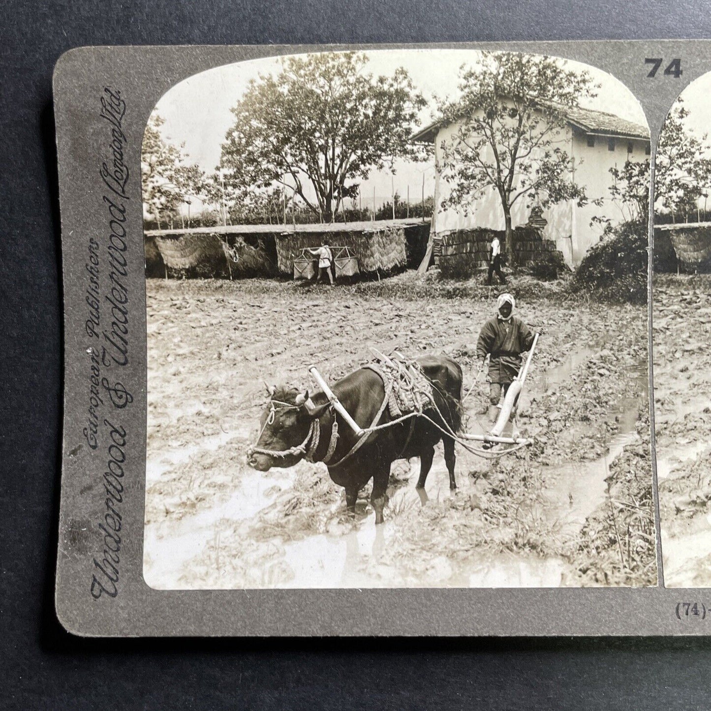 Antique 1903 Farming In Uji Japan Flooded Field Stereoview Photo Card P1480